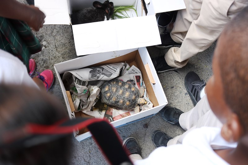 Land turtle in box.jpg